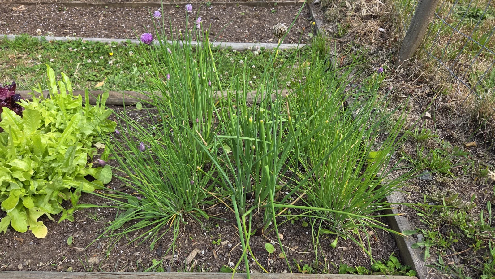 Chives - July 9, 2026