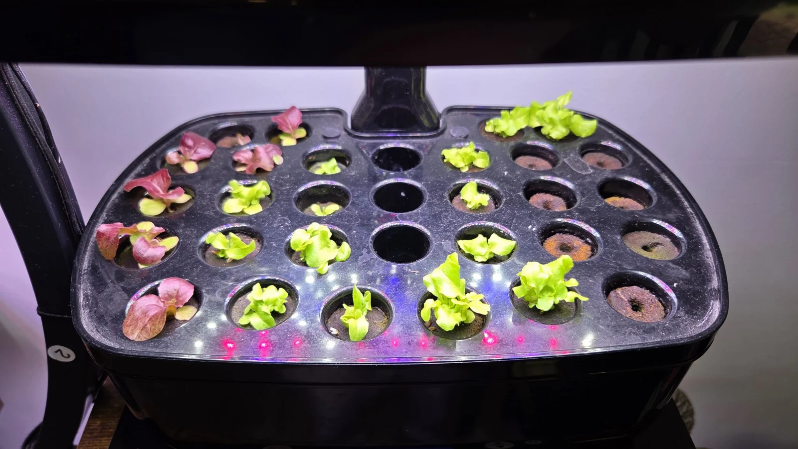 AeroGarden and grow light setup - July 11, 2026