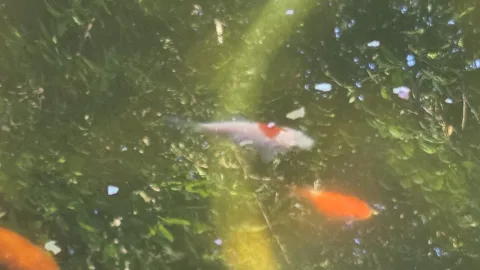 Pond Update