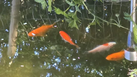 Pond Update