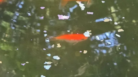 Pond Update