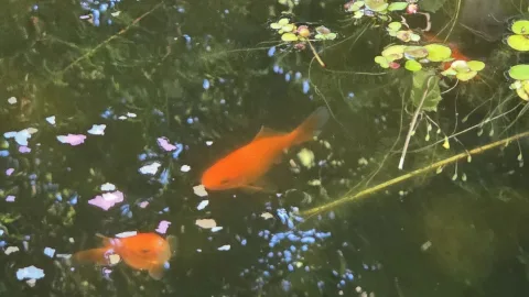Pond Update