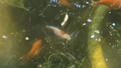 Pond Update
