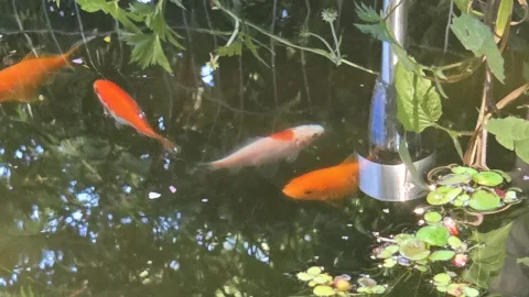 Pond Update
