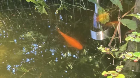 Pond Update