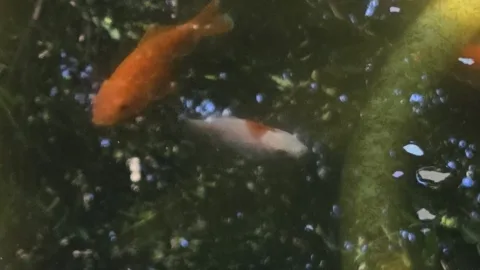 Pond Update