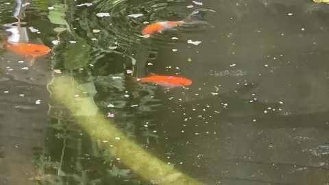 Pond Update