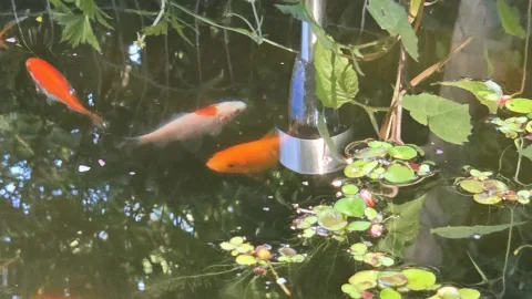Pond Update