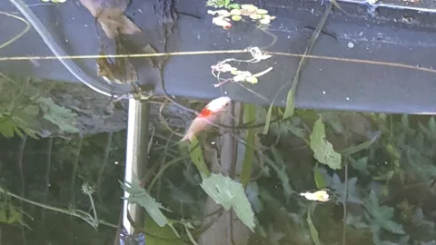 Pond Update