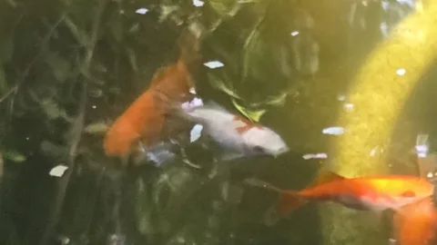 Pond Update