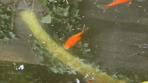 Pond Update
