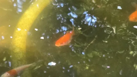 Pond Update