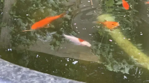 Pond Update