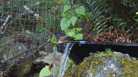Pond Update