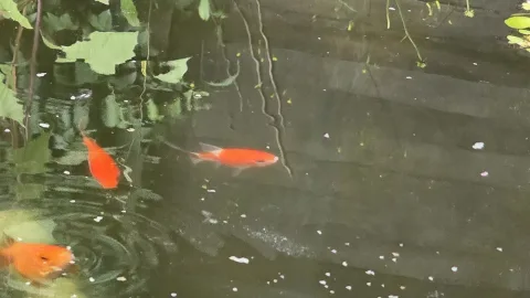 Pond Update