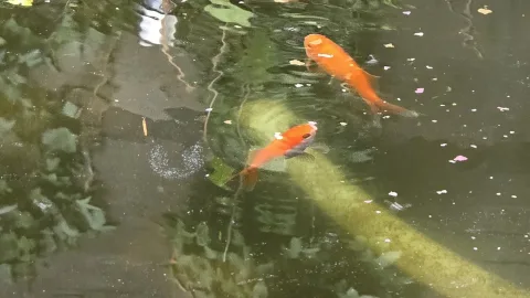 Pond Update