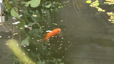 Pond Update