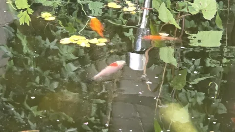 Pond Update