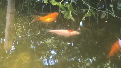 Pond Update