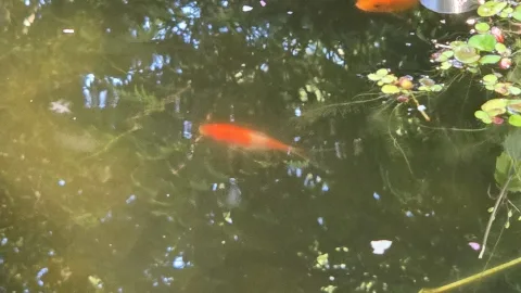 Pond Update