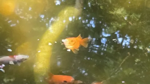 Pond Update