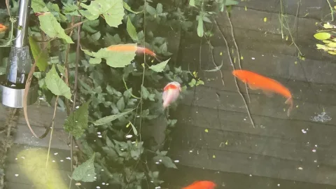 Pond Update