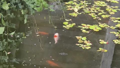 Pond Update