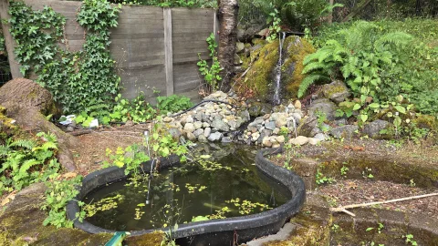 Pond Update